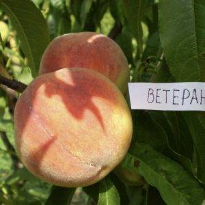 Купить саженцы персика в Краснодаре